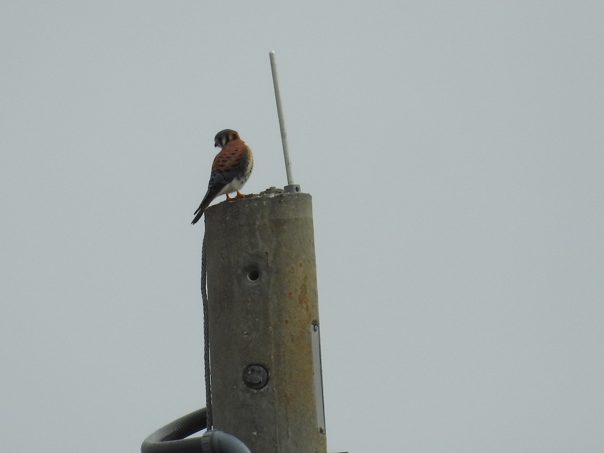 American Kestrel - ML614693877