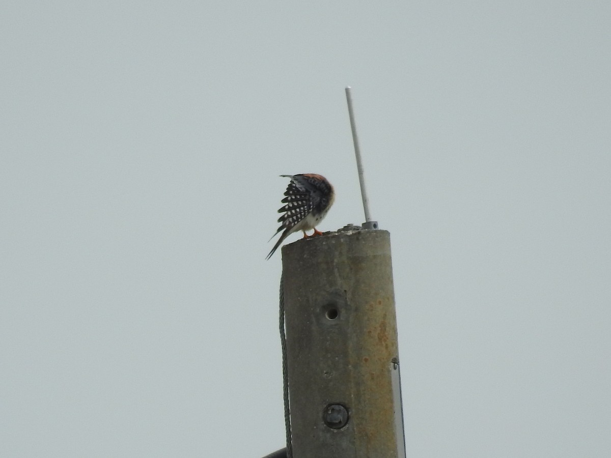 American Kestrel - ML614693878