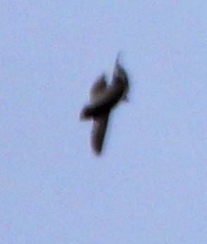 Barn Swallow - Jock McCracken