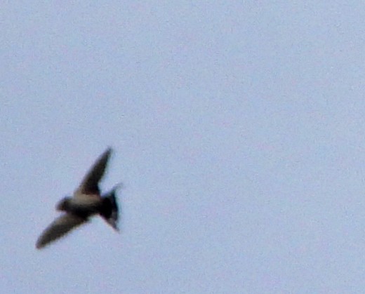 Barn Swallow - Jock McCracken