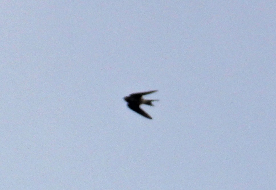 Barn Swallow - Jock McCracken