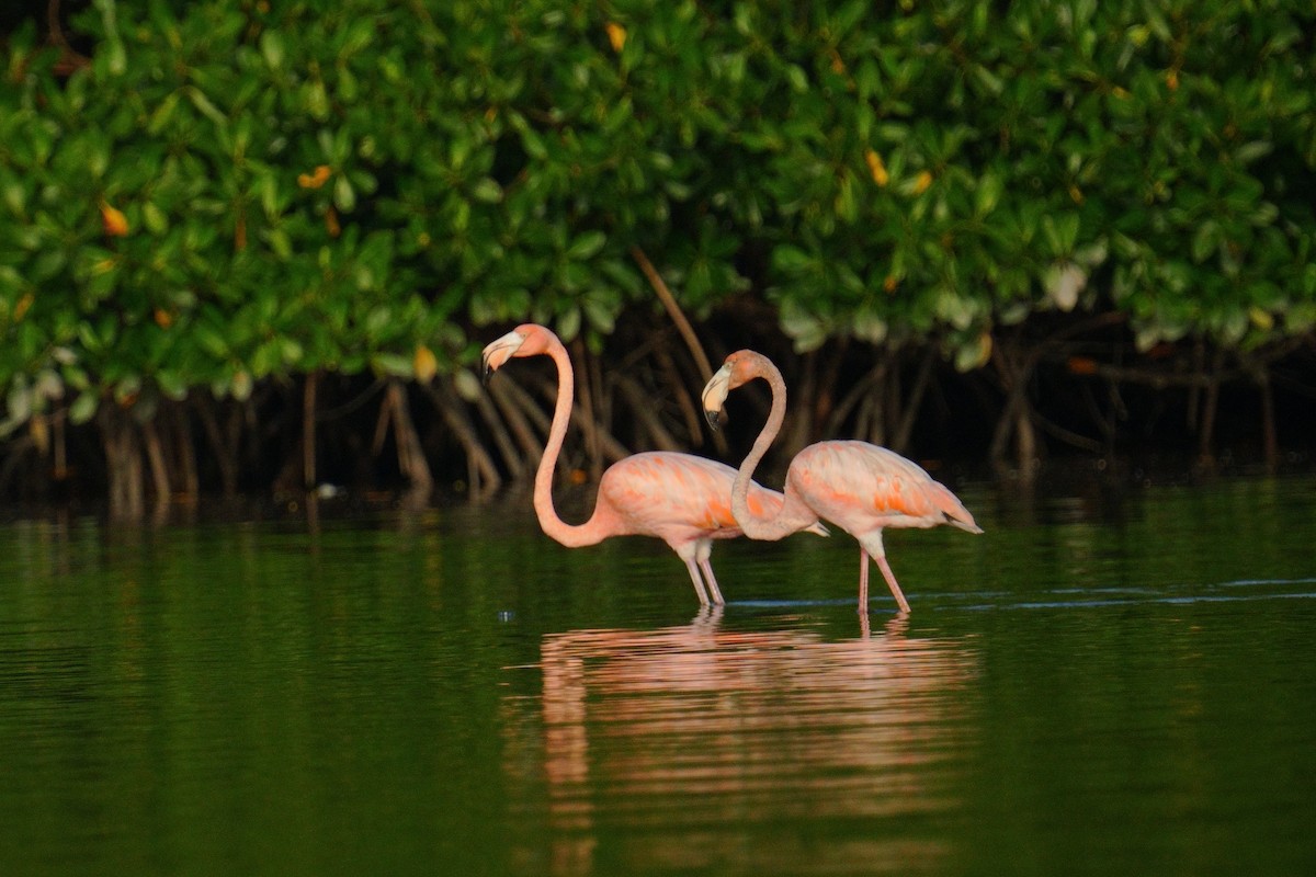 Flamant des Caraïbes - ML614694122