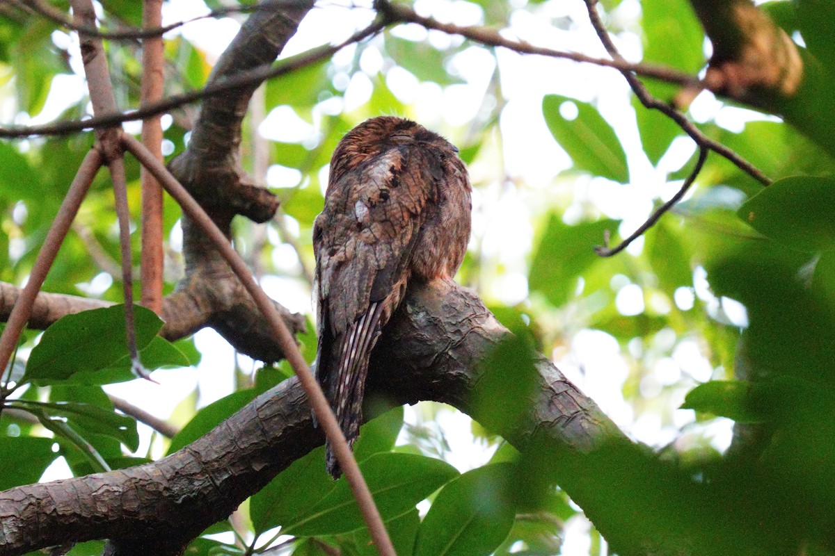 Common Potoo - ML614694133