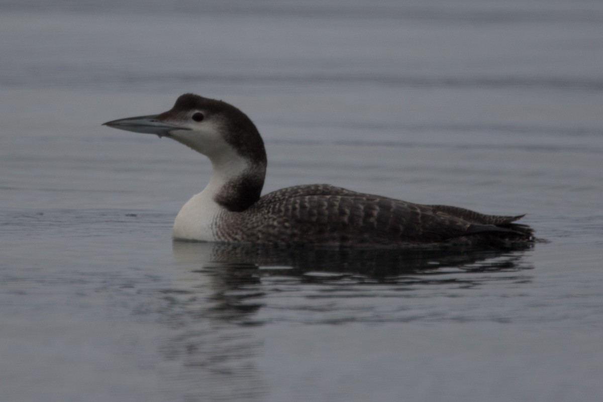 Plongeon huard - ML614694143