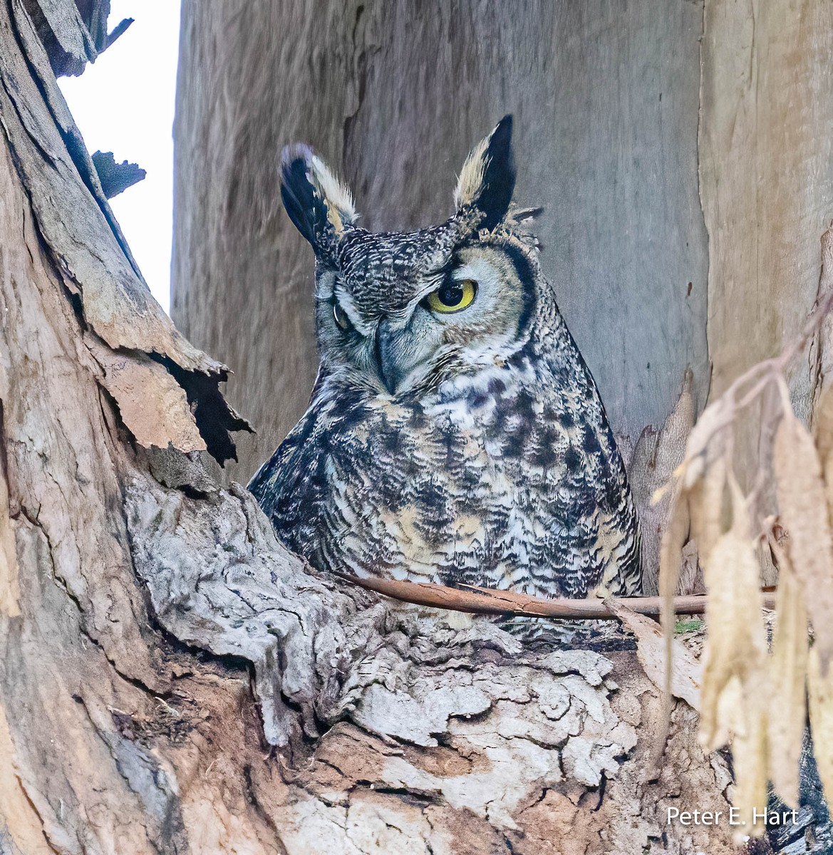 Great Horned Owl - ML614694177