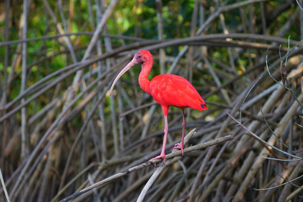 Scarlet Ibis - ML614694178