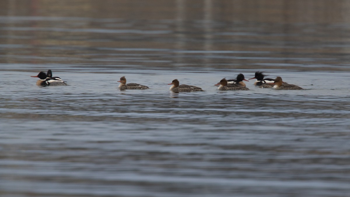 Red-breasted Merganser - ML614694203