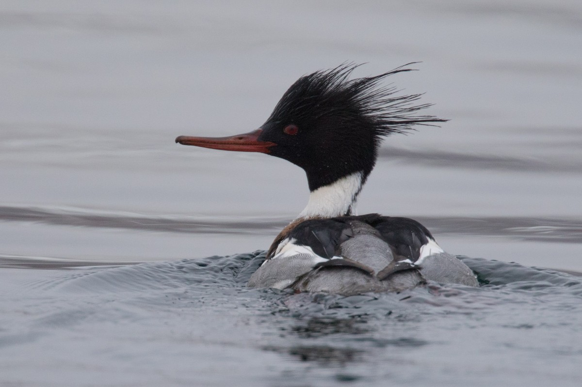 Red-breasted Merganser - ML614694204