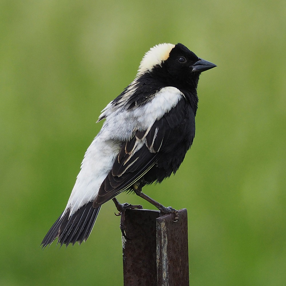 bobolink americký - ML61469421