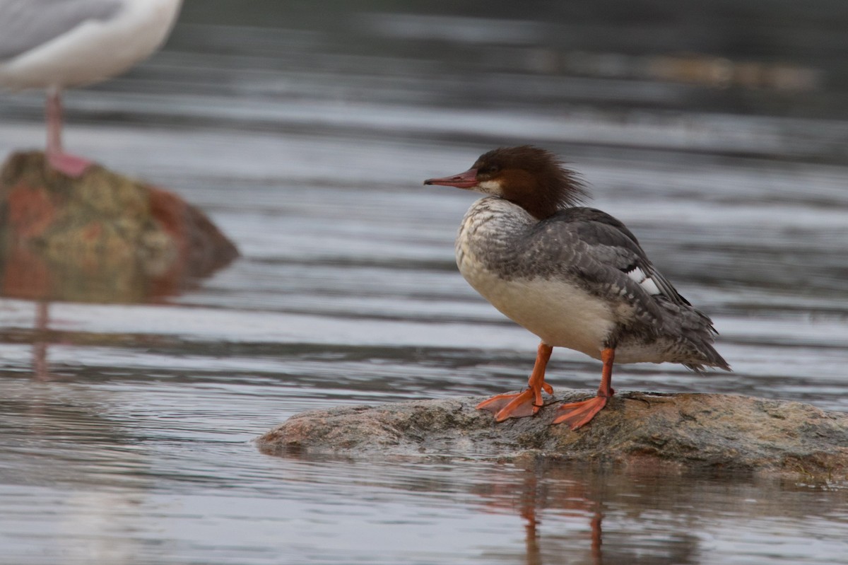 Common Merganser - ML614694213