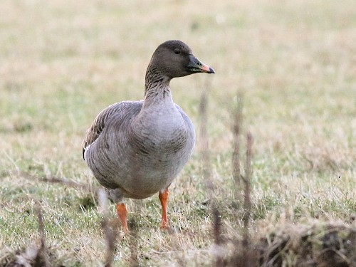 Tundra Bean-Goose - ML614694231