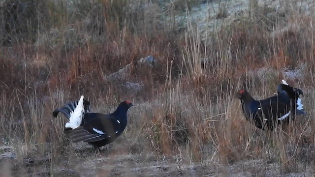 Black Grouse - ML614694315