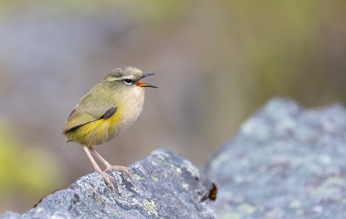 South Island Wren - ML614694374