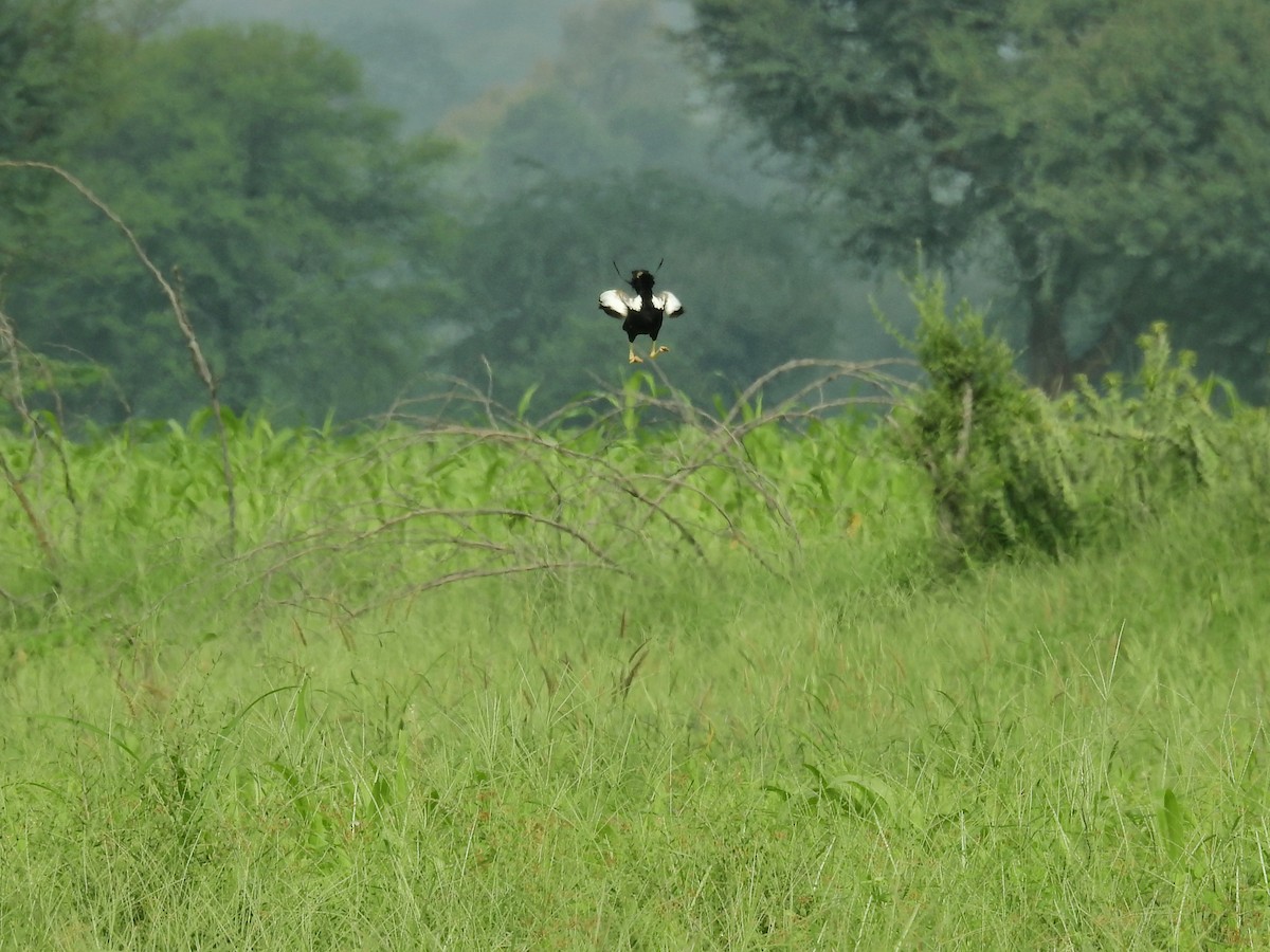 Lesser Florican - ML614694491