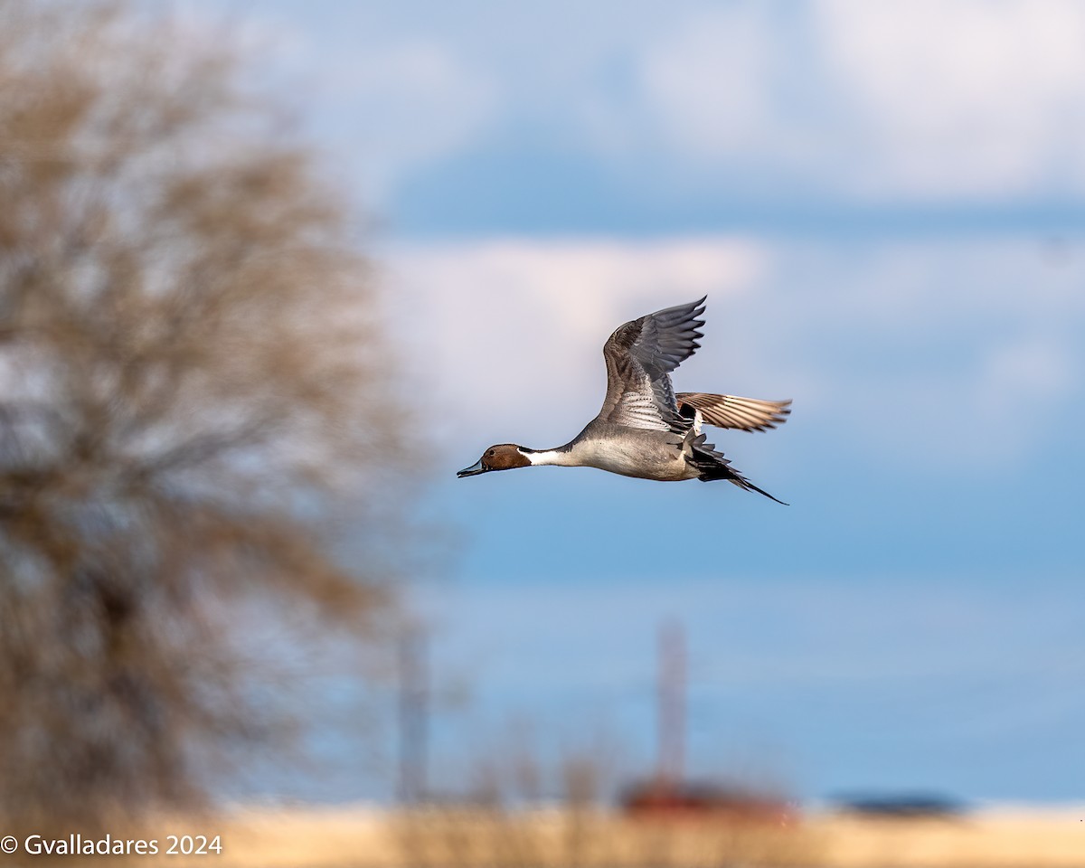 Northern Pintail - ML614694541