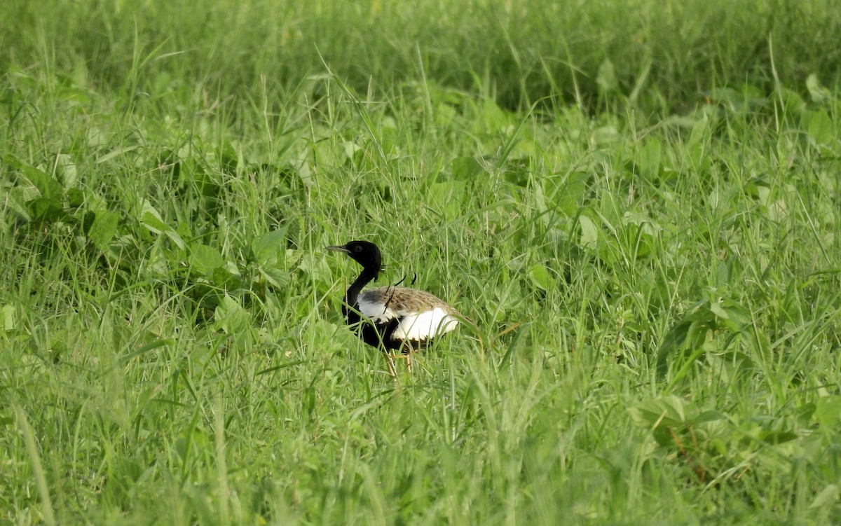 Lesser Florican - ML614694556