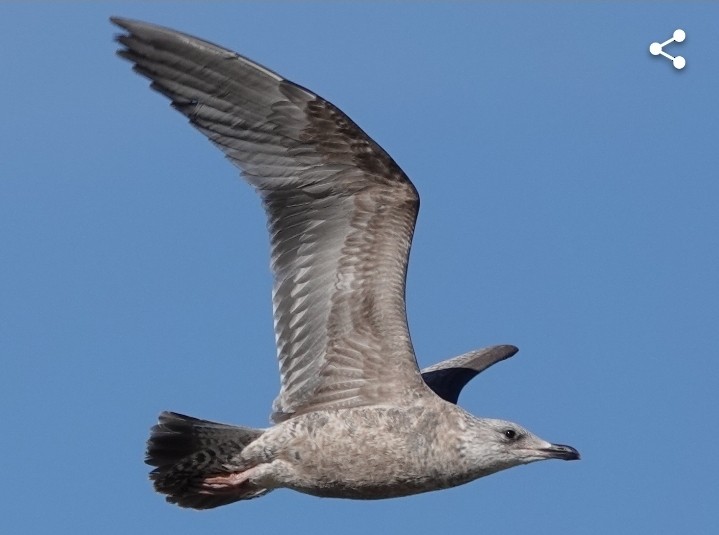 Herring Gull - ML614694567