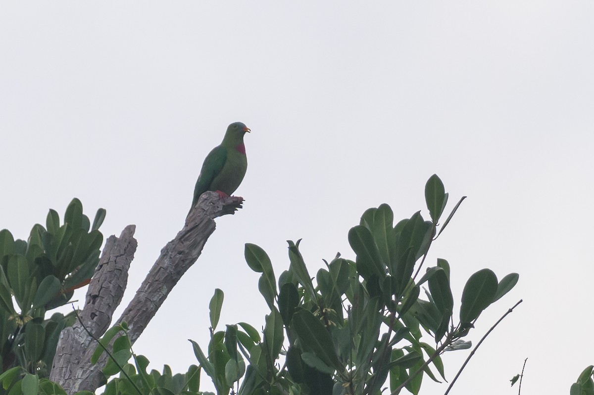 Claret-breasted Fruit-Dove - ML614694600