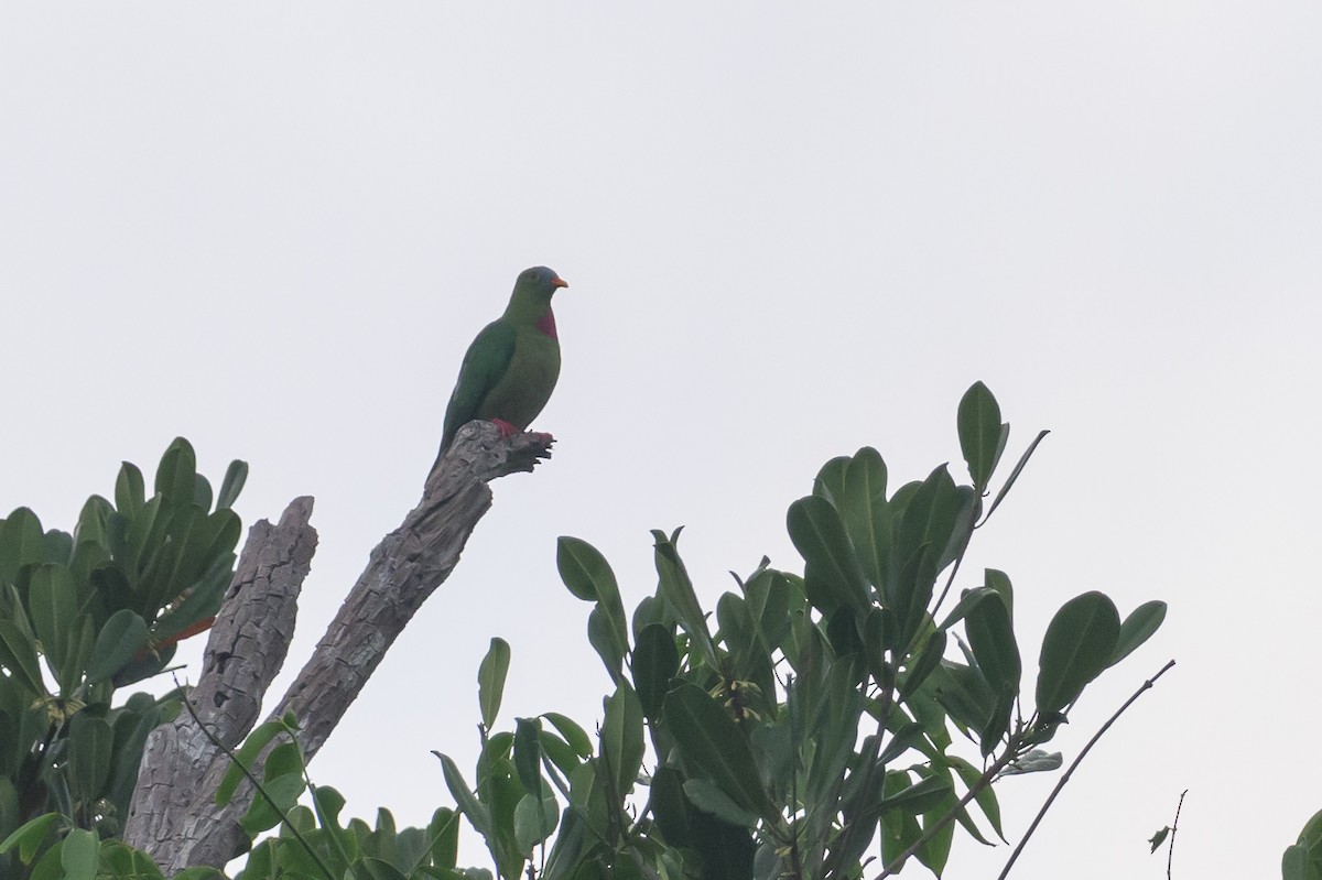 Claret-breasted Fruit-Dove - ML614694601
