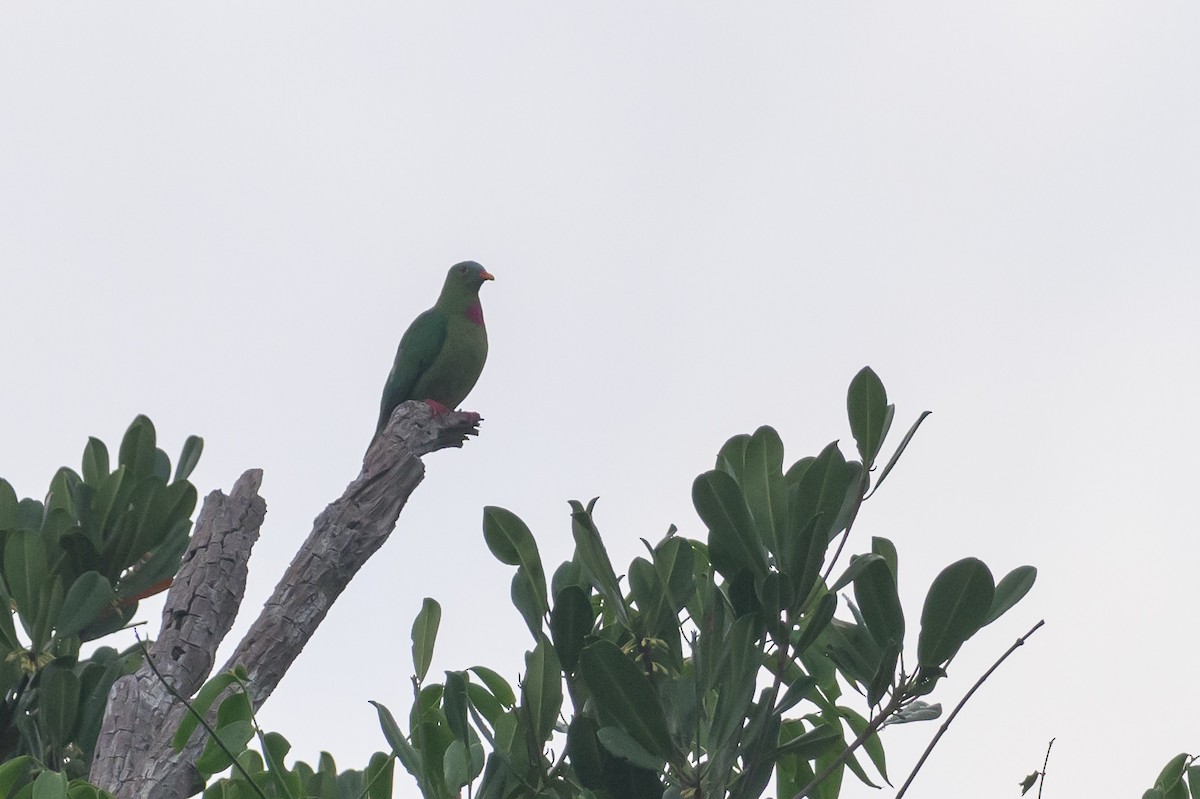 Claret-breasted Fruit-Dove - ML614694602