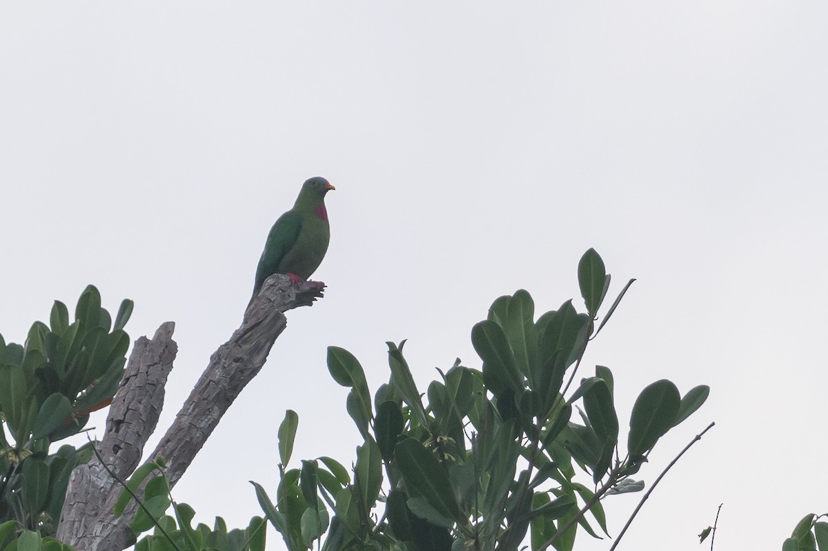 Claret-breasted Fruit-Dove - ML614694603