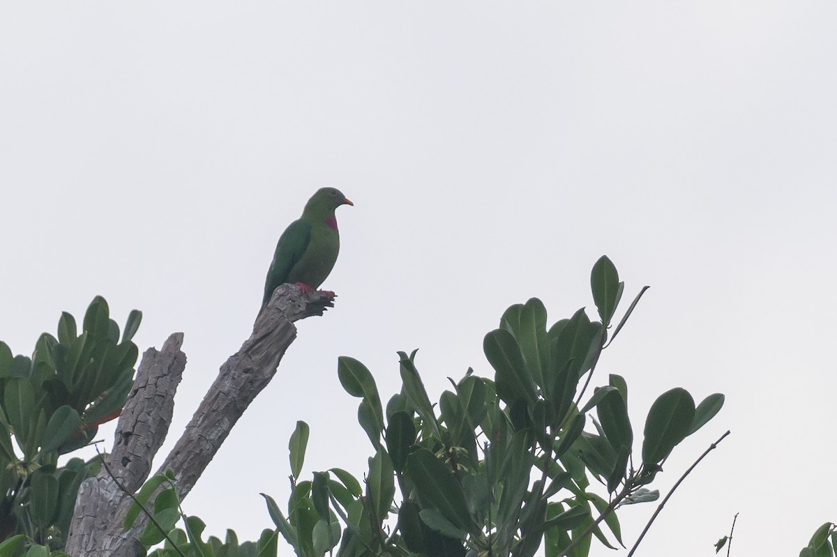 Claret-breasted Fruit-Dove - Stephen Davies