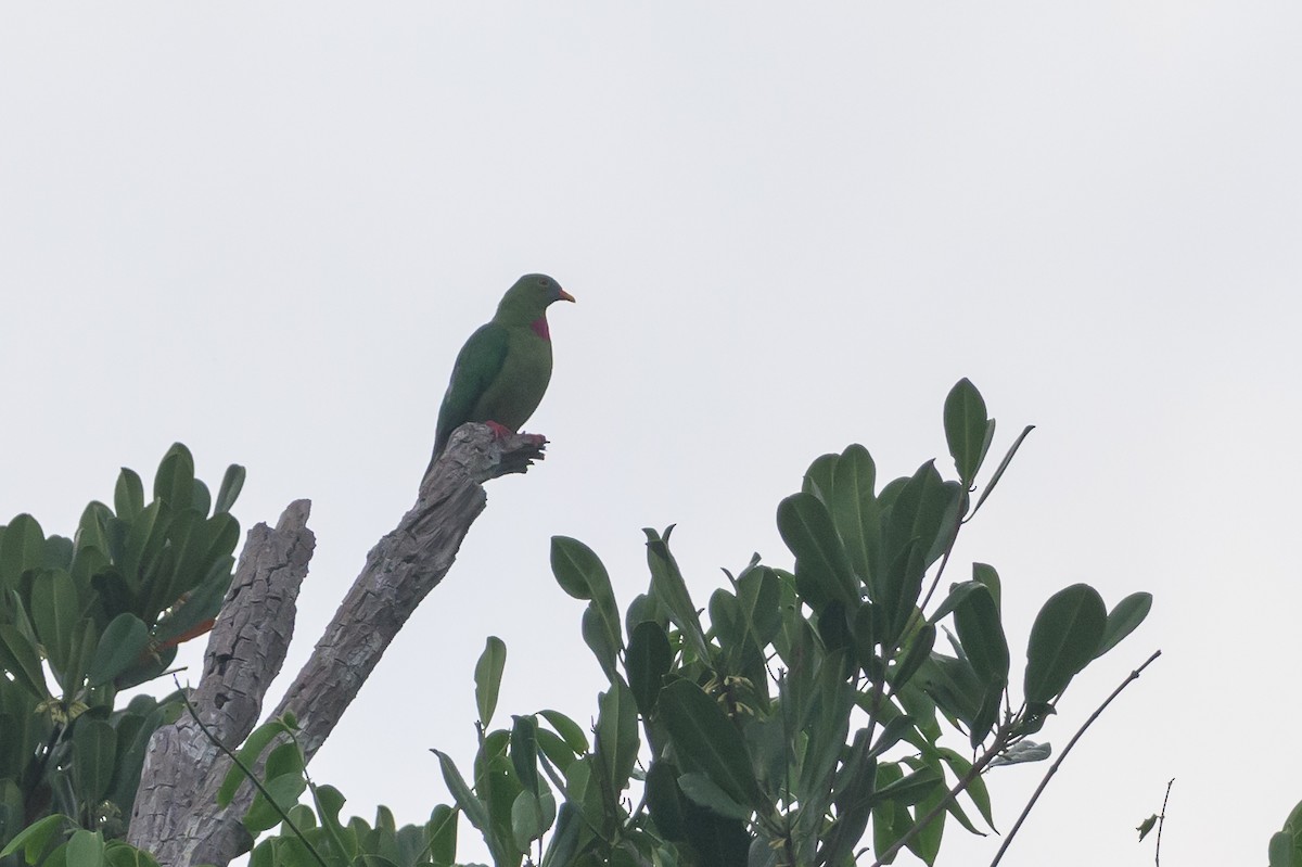 Claret-breasted Fruit-Dove - ML614694605