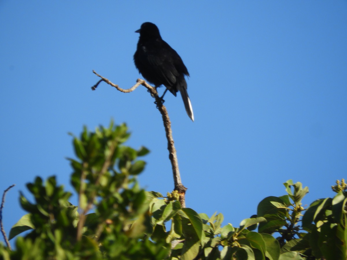 Melodious Blackbird - ML614694608