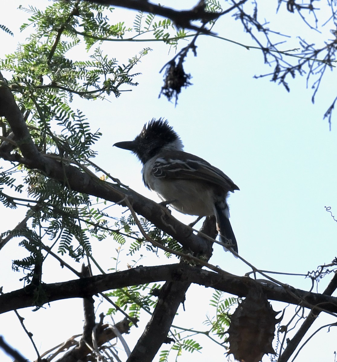 Collared Antshrike (Collared) - Kim Hartquist