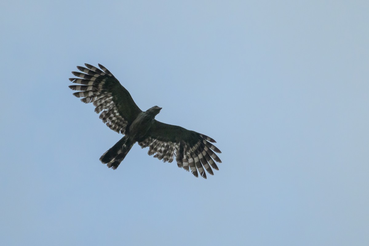 Long-tailed Honey-buzzard - ML614694733