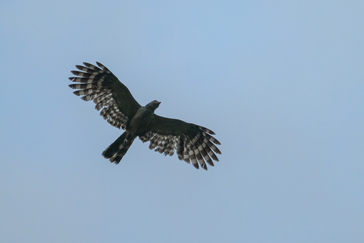 Long-tailed Honey-buzzard - ML614694737