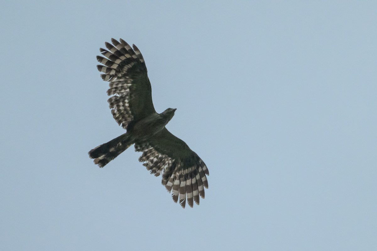 Long-tailed Honey-buzzard - ML614694741