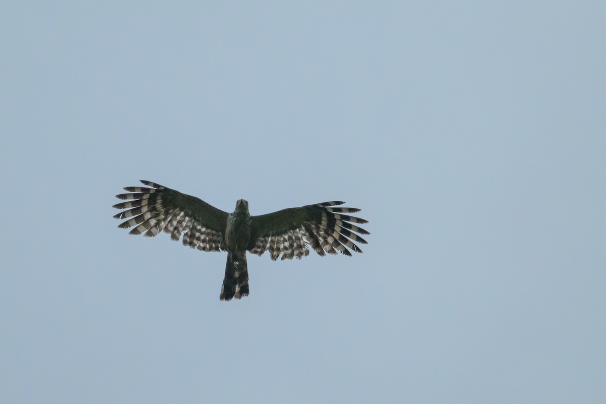 Long-tailed Honey-buzzard - Stephen Davies