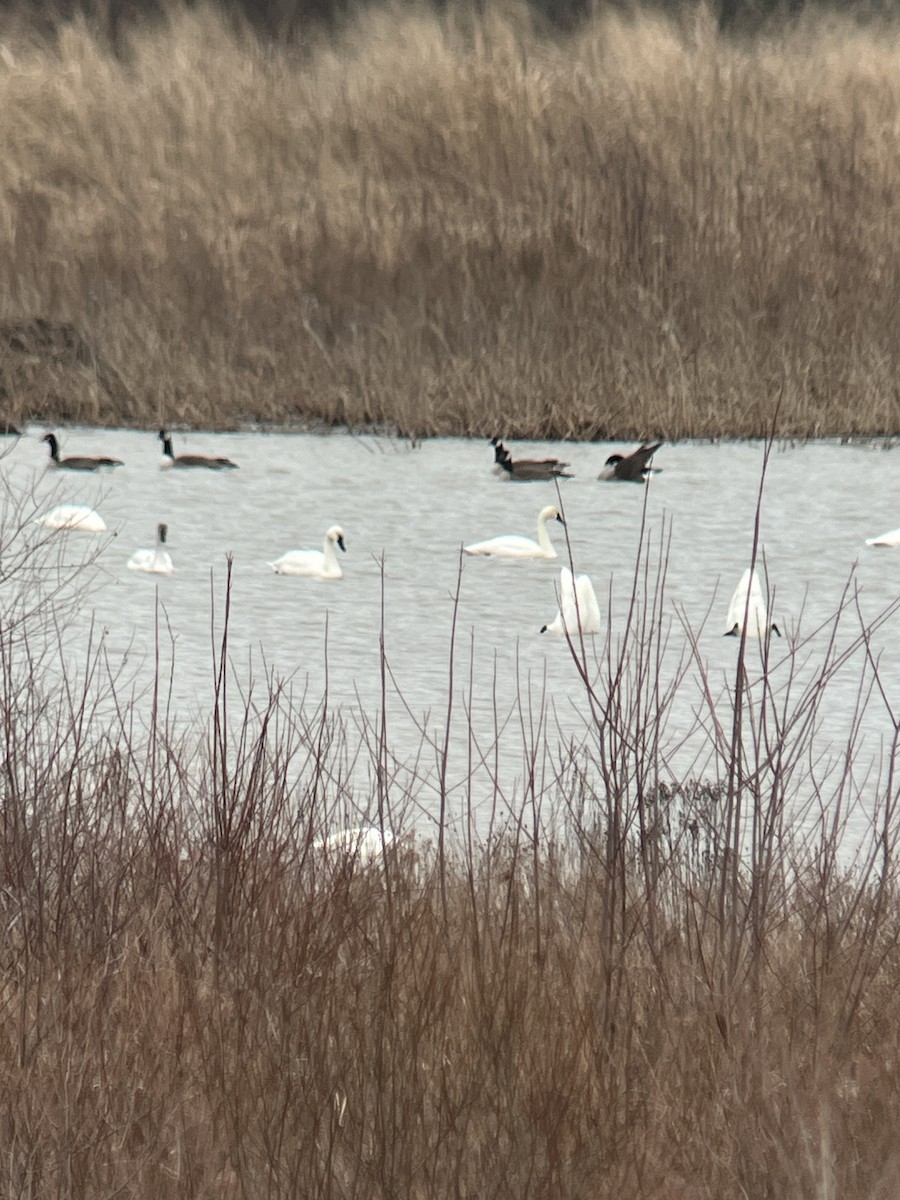 Tundra Swan - ML614694801