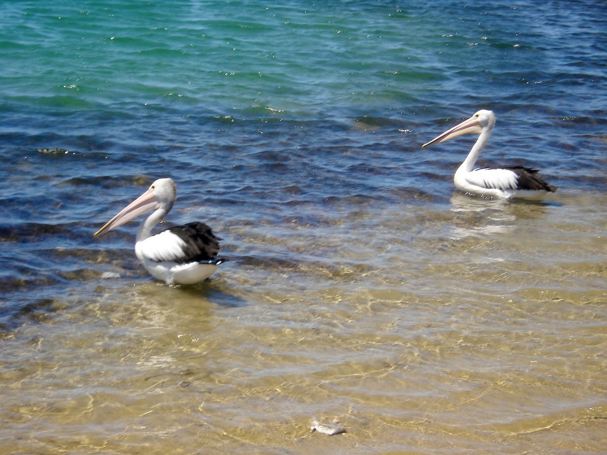 Australian Pelican - ML614694862