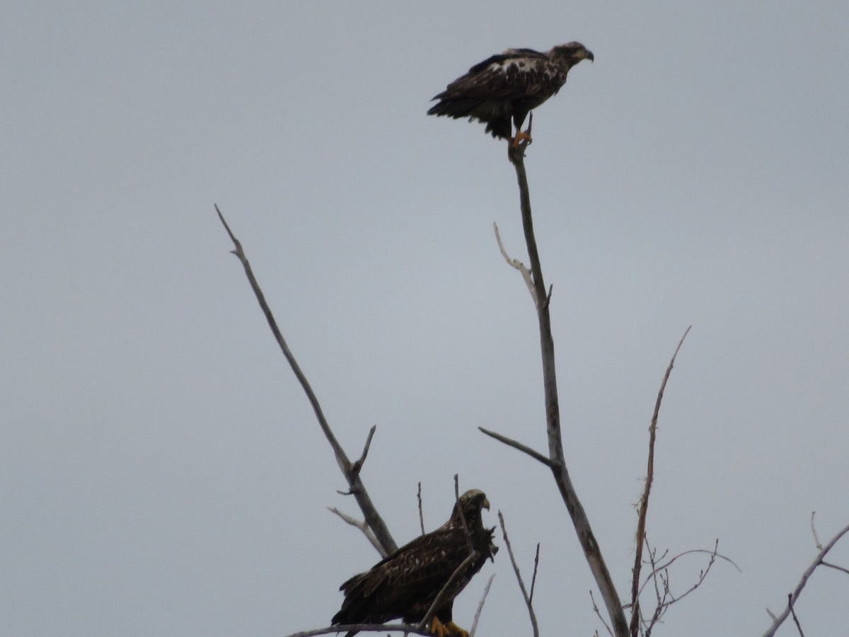 Weißkopf-Seeadler - ML614694881