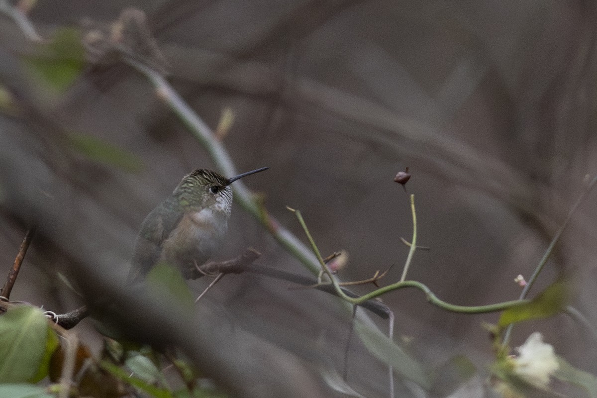 Rufous Hummingbird - ML614694893