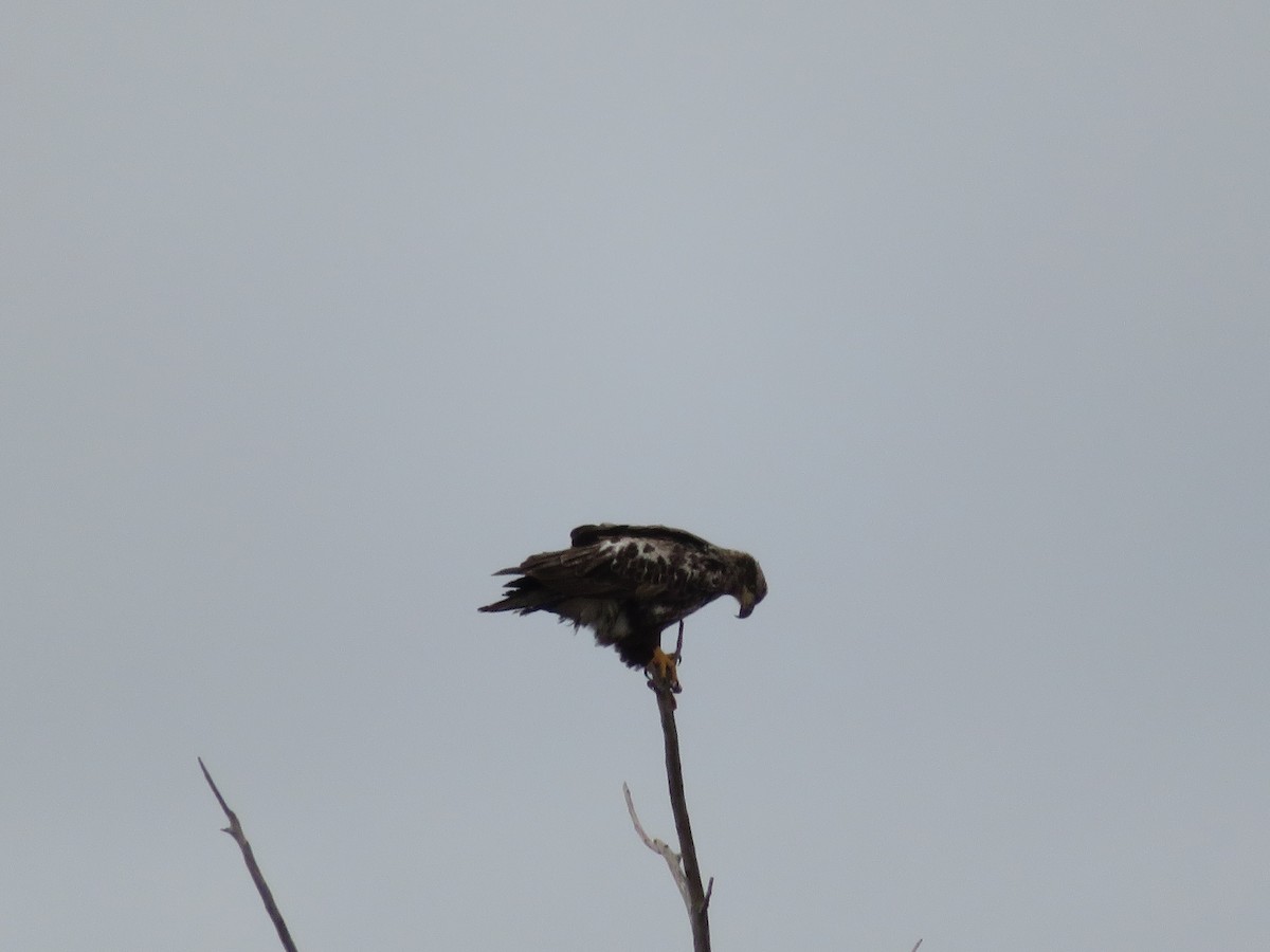 Weißkopf-Seeadler - ML614694916