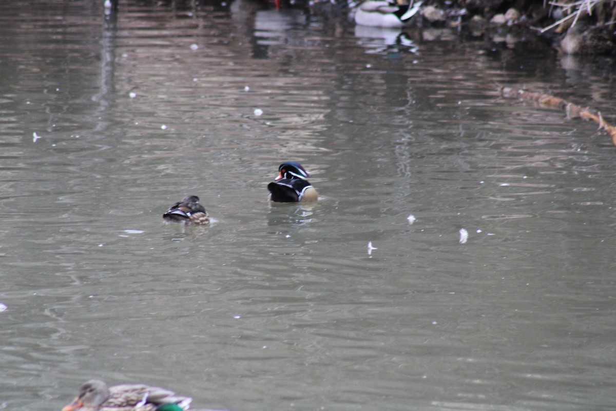 Wood Duck - ML614694931