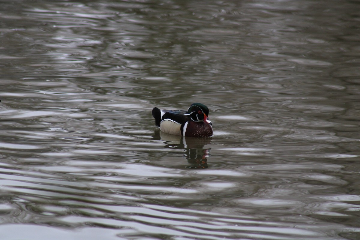 Wood Duck - ML614694936