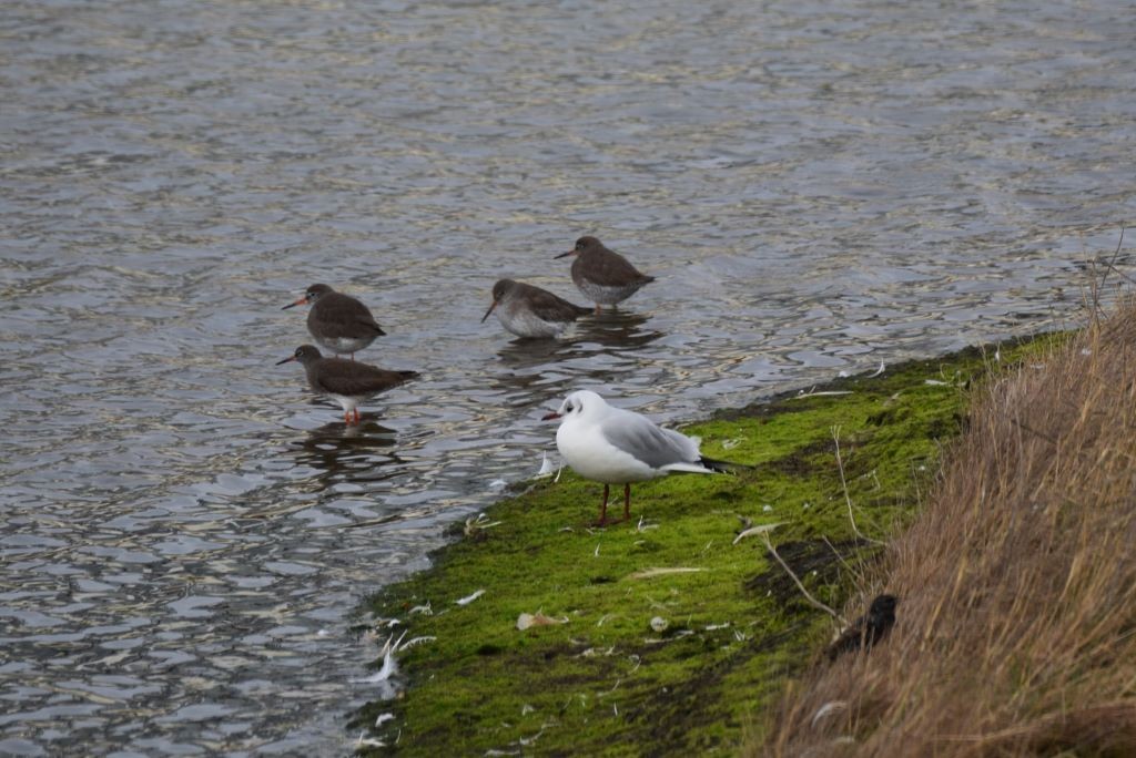 Black-headed Gull - ML614694958