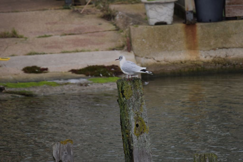 Black-headed Gull - ML614694962