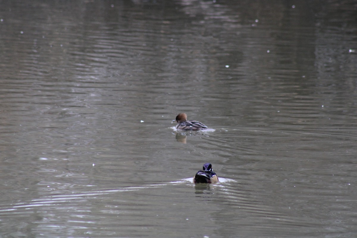 Hooded Merganser - ML614694972