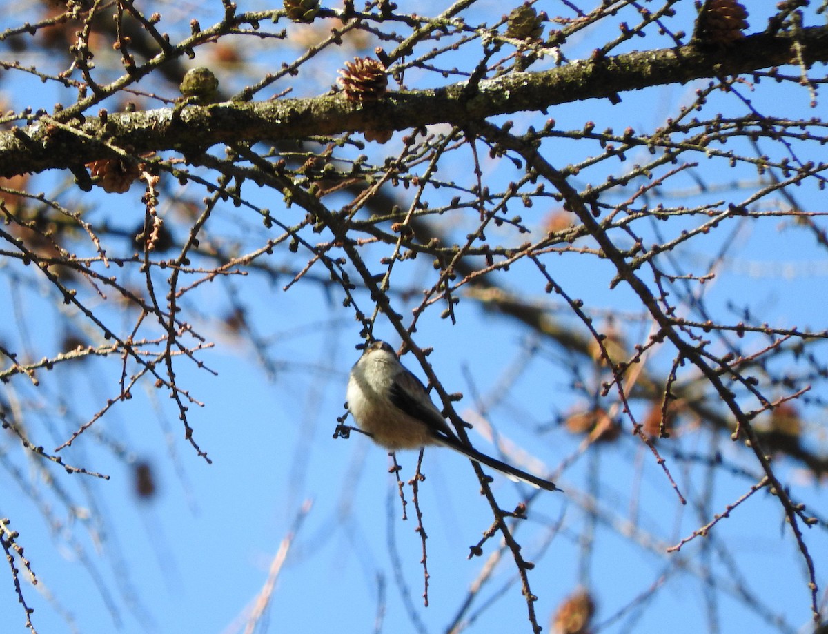 Long-tailed Tit - ML614694986