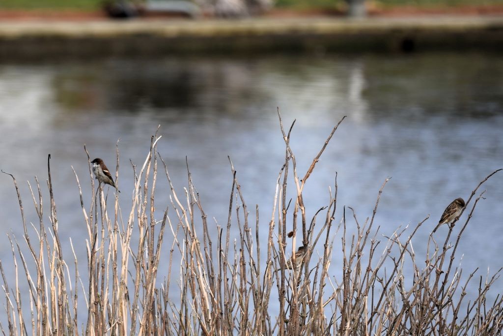 House Sparrow - ML614694993