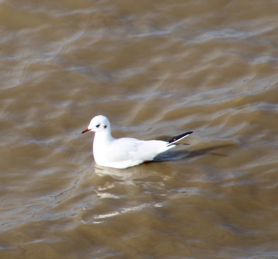 Gaviota Reidora - ML614694996