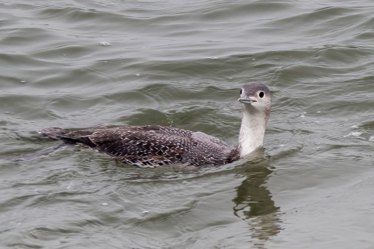 Red-throated Loon - ML614695017