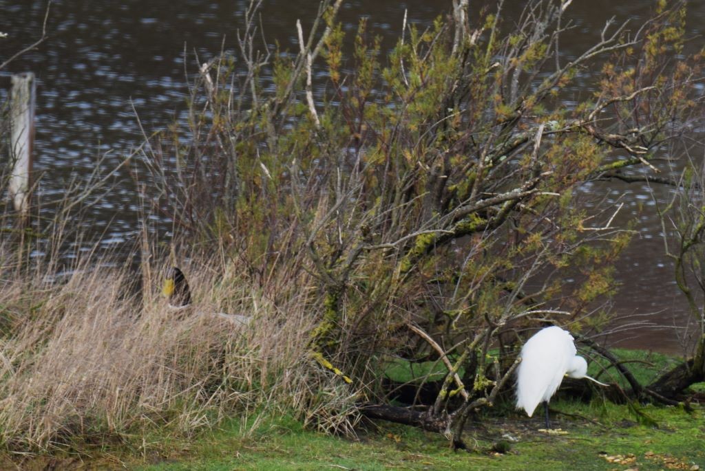 Little Egret - ML614695031