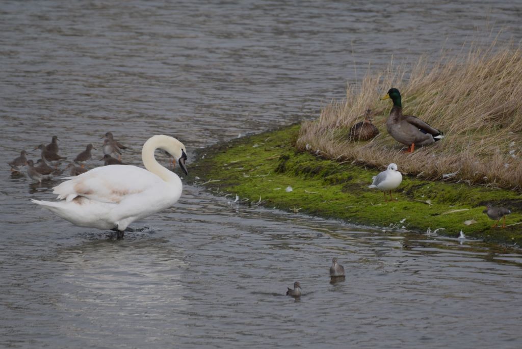 Mute Swan - ML614695043