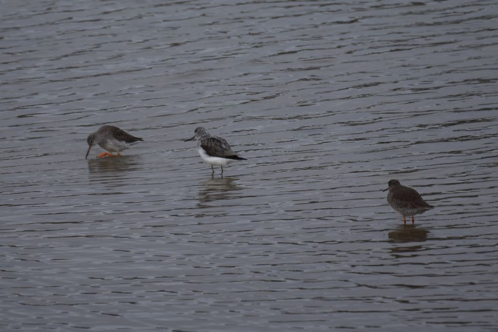 Common Greenshank - ML614695054